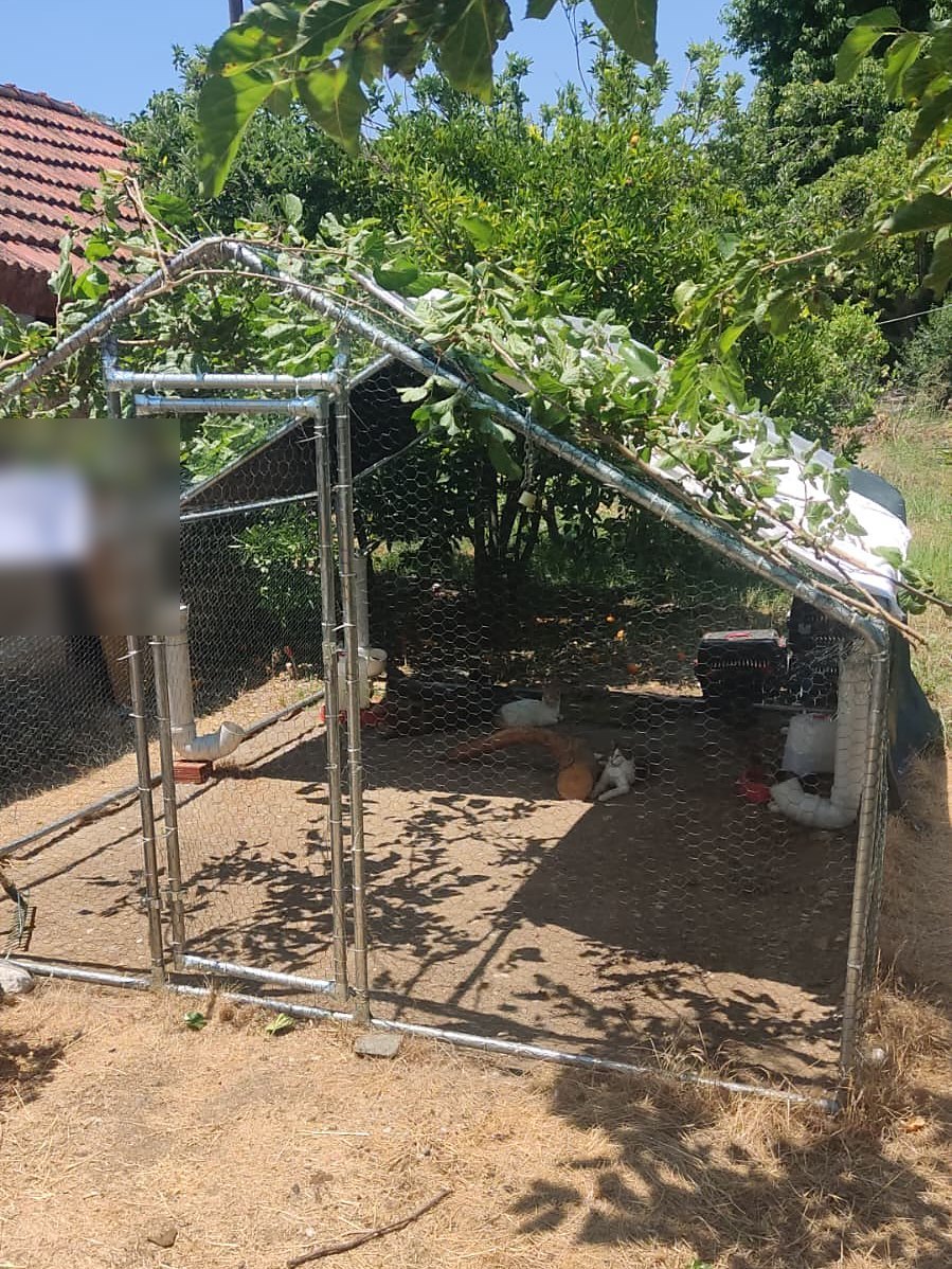 Fethiye'deki catio: bir ağacın altında galvanizli tel örgü bir kafes, arkada kırmızı kiremitli çatı, içeride gölgede uyuklayan kediler.