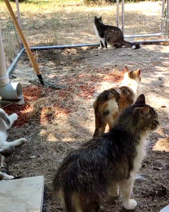 Catio'da dört kedi: önde uzun tüylü bir tekir, bir calico, uzak çitin dibinde bir tekir, tel örgünün arkasında güller.