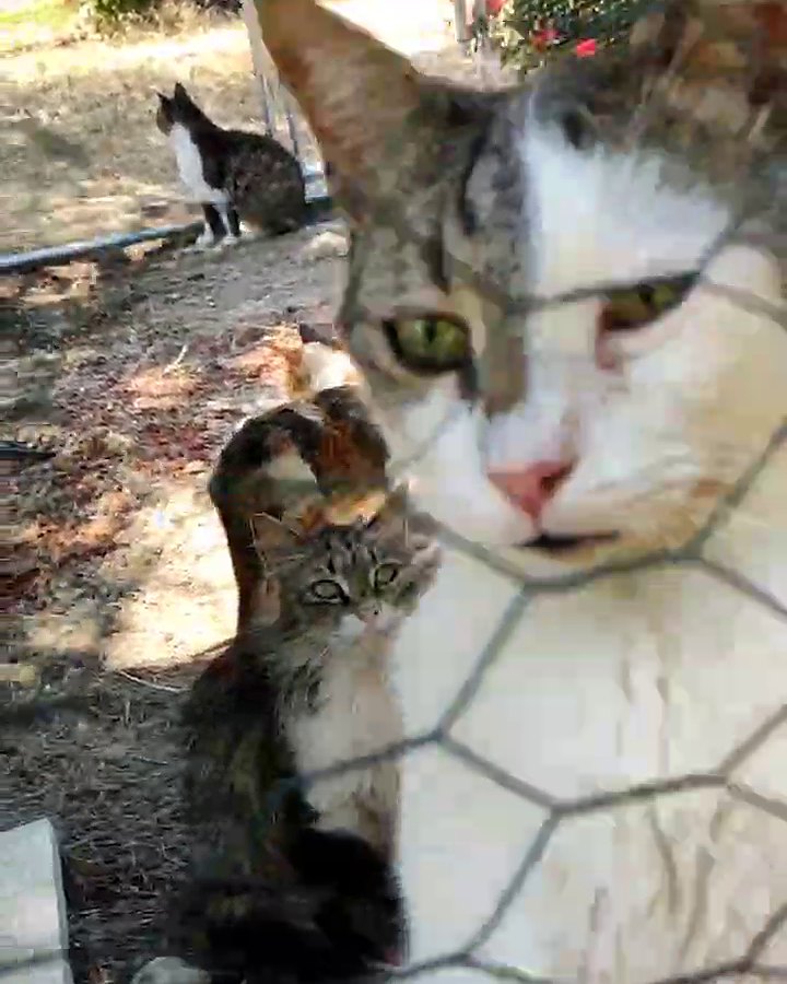 Gri-beyaz bir kedi gözleri lenste, tel örgüye yaslanmış; arkadan uzun tüylü bir tekir izliyor.